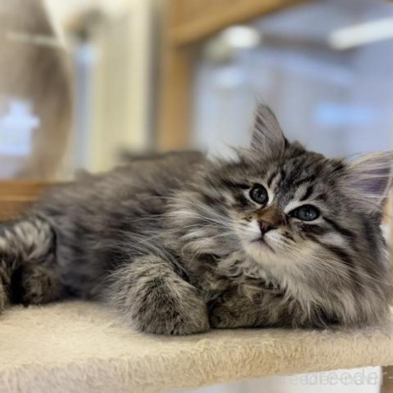 販売中の神奈川県のサイベリアン-135628の3枚目