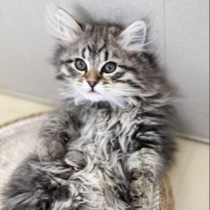 販売中の神奈川県のサイベリアン-135628の2枚目