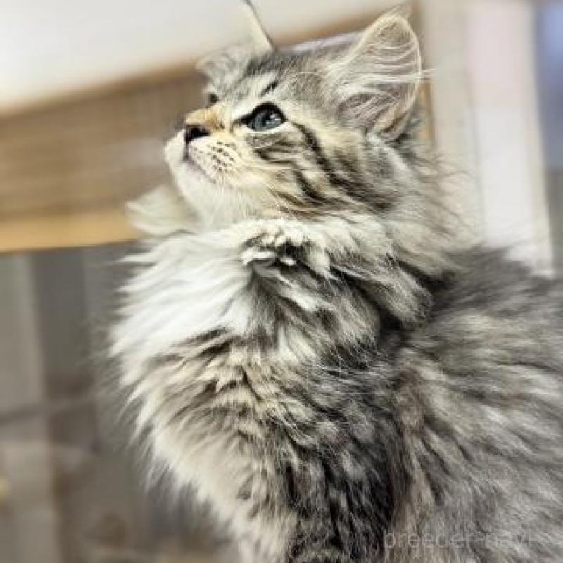 販売中の神奈川県のサイベリアン-135629の5枚目