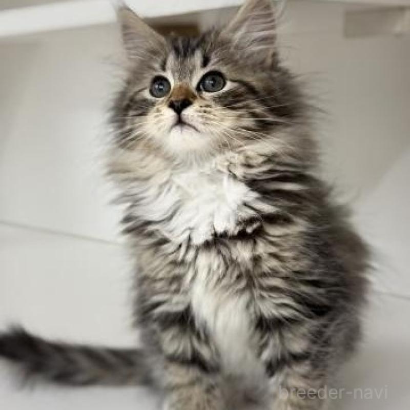 販売中の神奈川県のサイベリアン-135629の4枚目