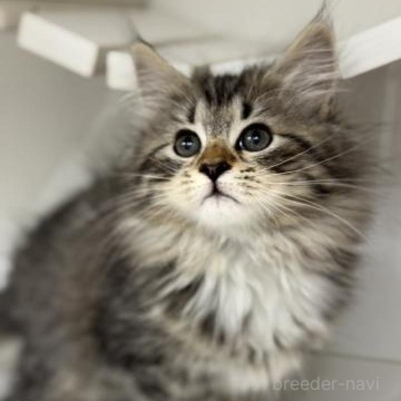 販売中の神奈川県のサイベリアン-135629