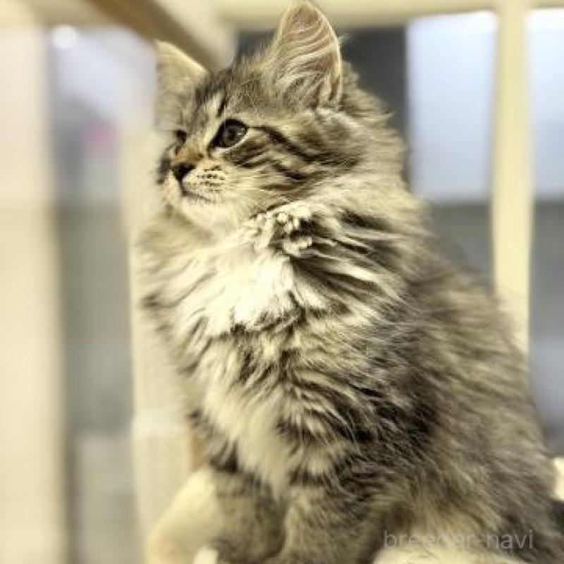 販売中の神奈川県のサイベリアン-135629の3枚目