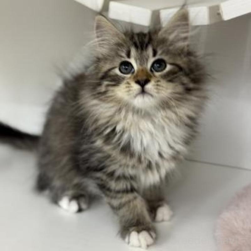 販売中の神奈川県のサイベリアン-135629の2枚目