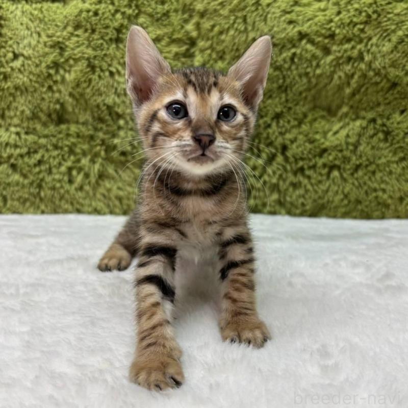 販売中の愛知県のベンガル-135630