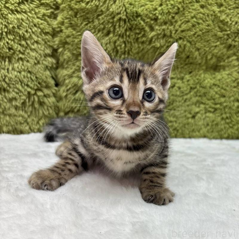 販売中の愛知県のベンガル-135632の2枚目