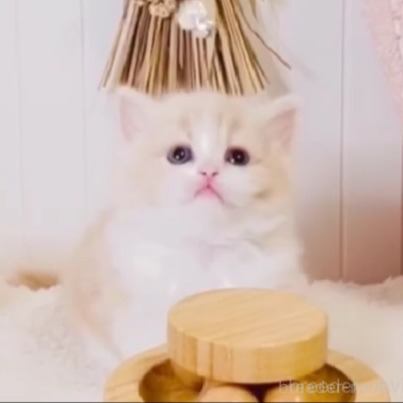 販売中の東京都のスコティッシュフォールド-135633の5枚目