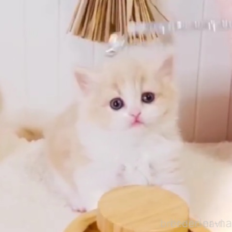 販売中の東京都のスコティッシュフォールド-135633の3枚目