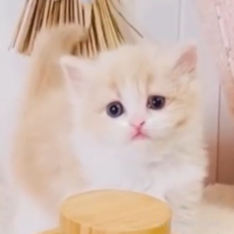 販売中の東京都のスコティッシュフォールド-135633