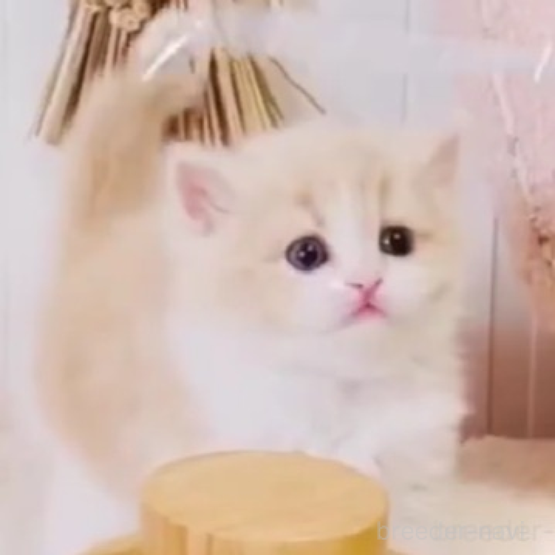 販売中の東京都のスコティッシュフォールド-135633の2枚目