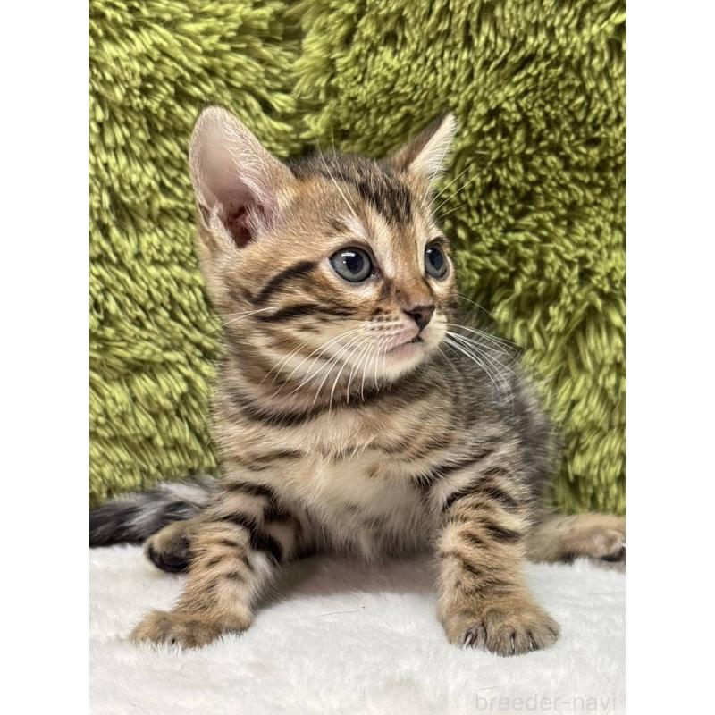 販売中の愛知県のベンガル-135634の3枚目