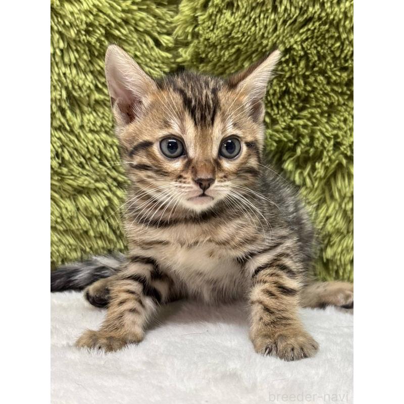 販売中の愛知県のベンガル-135634の2枚目