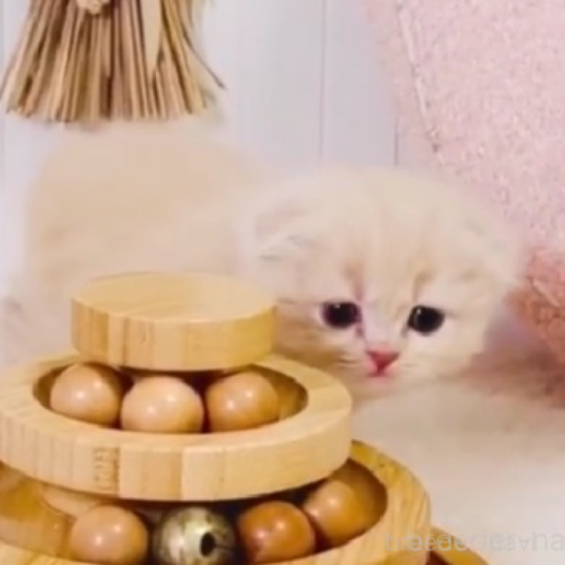 販売中の東京都のスコティッシュフォールド(折れ耳)-135635の5枚目