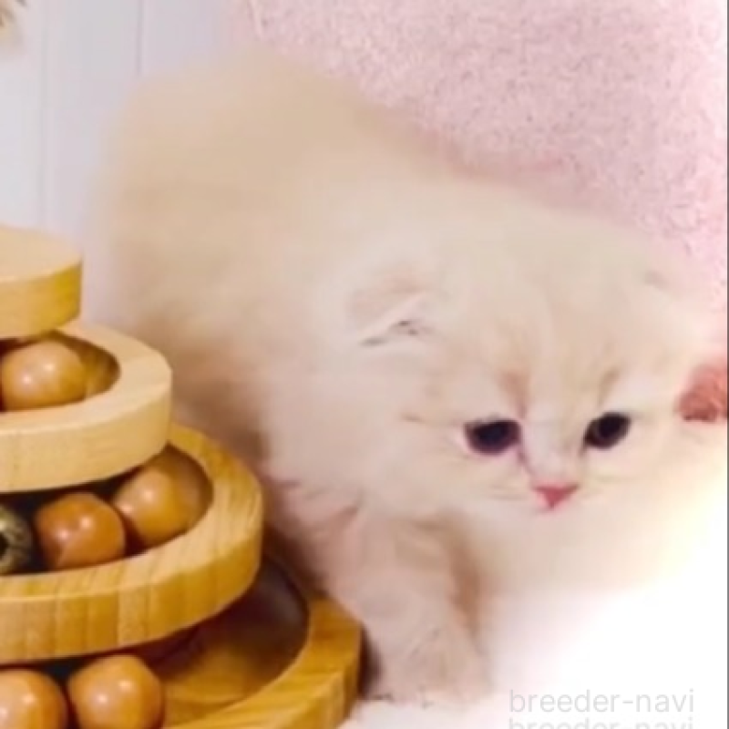 販売中の東京都のスコティッシュフォールド(折れ耳)-135635の4枚目