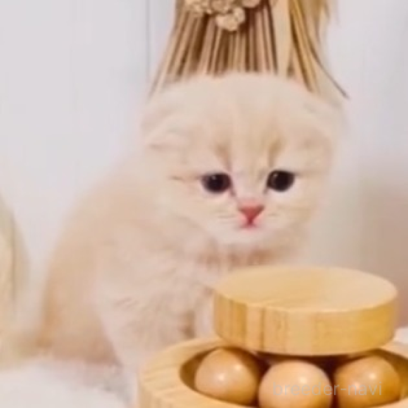 販売中の東京都のスコティッシュフォールド(折れ耳)-135635の3枚目