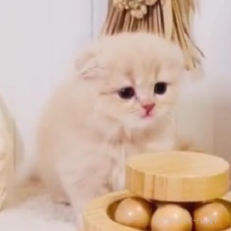 販売中の東京都のスコティッシュフォールド(折れ耳)-135635の2枚目