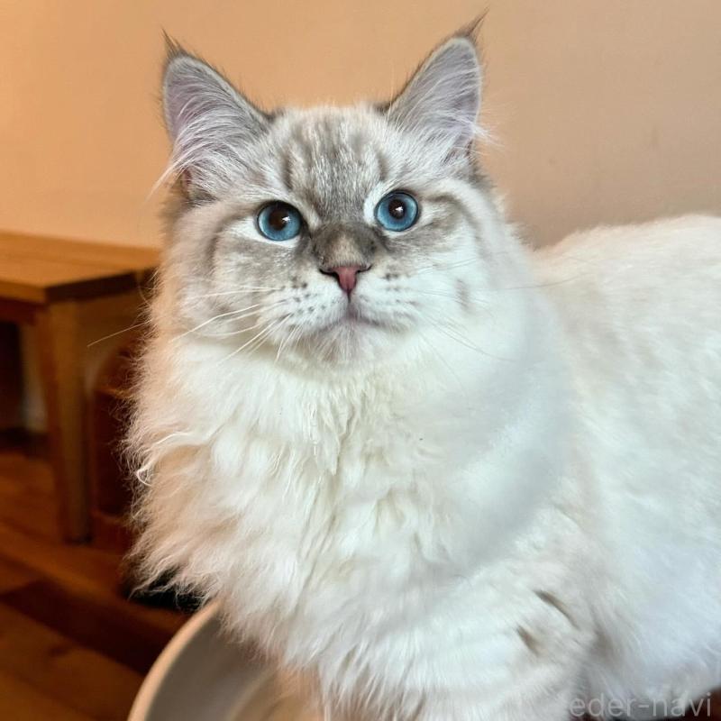 販売中の埼玉県のサイベリアン-135636の7枚目