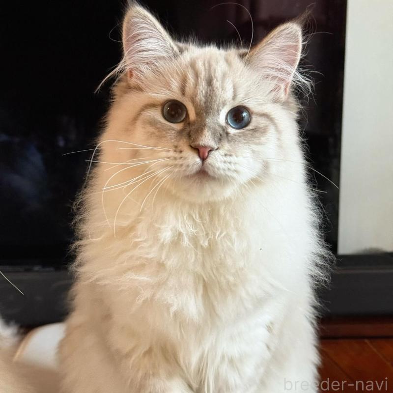 販売中の埼玉県のサイベリアン-135636の6枚目