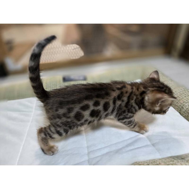 販売中の神奈川県のベンガル-135637の25枚目