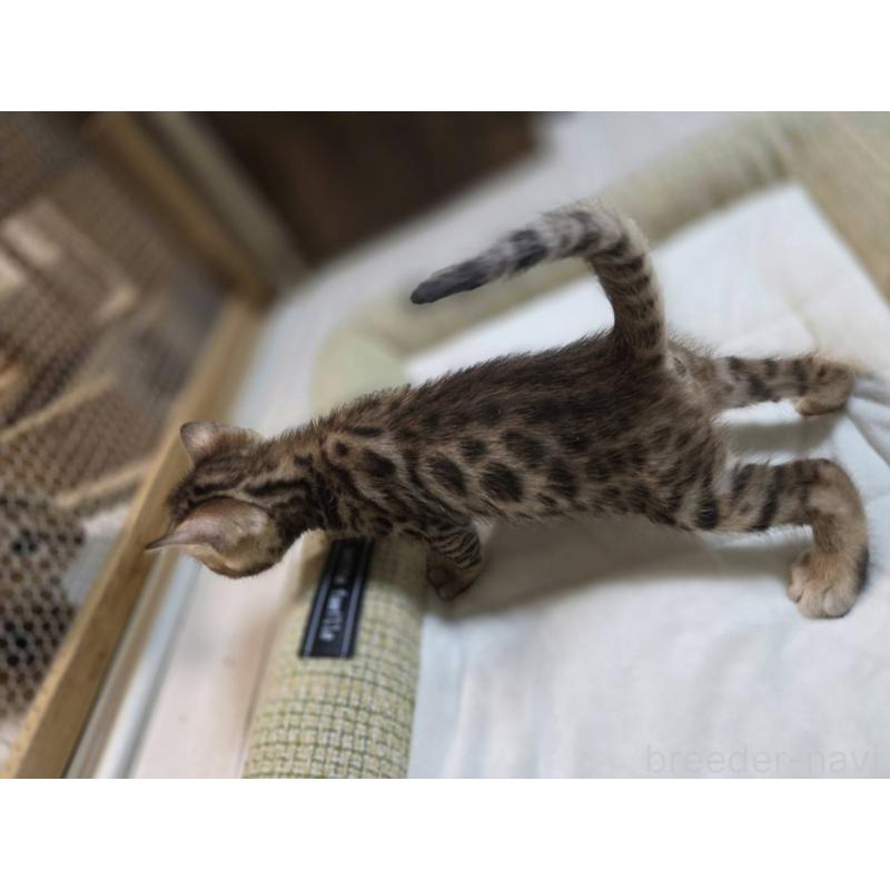 販売中の神奈川県のベンガル-135637の24枚目