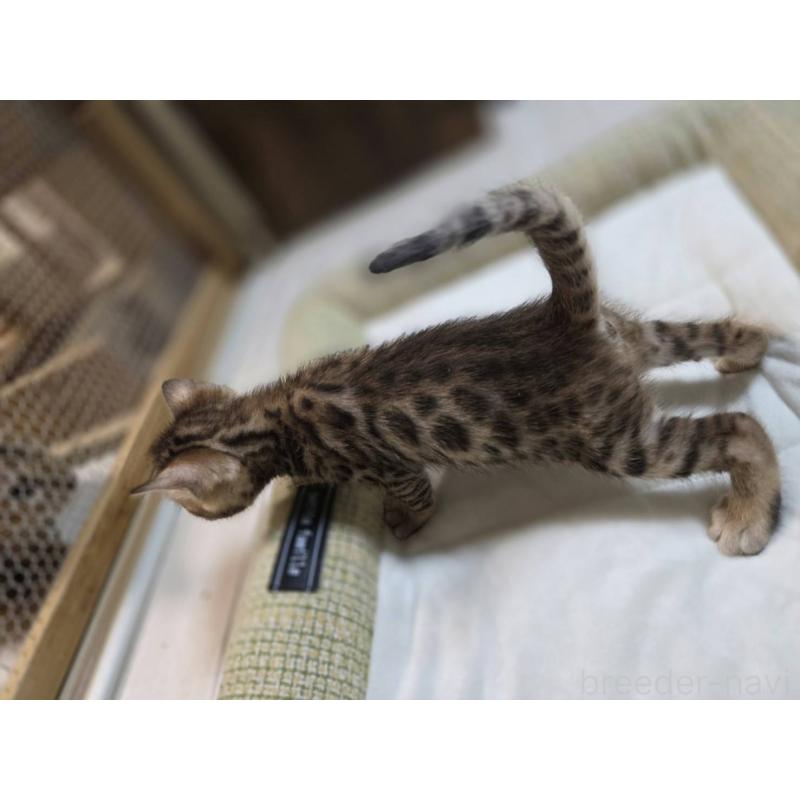 販売中の神奈川県のベンガル-135637の23枚目