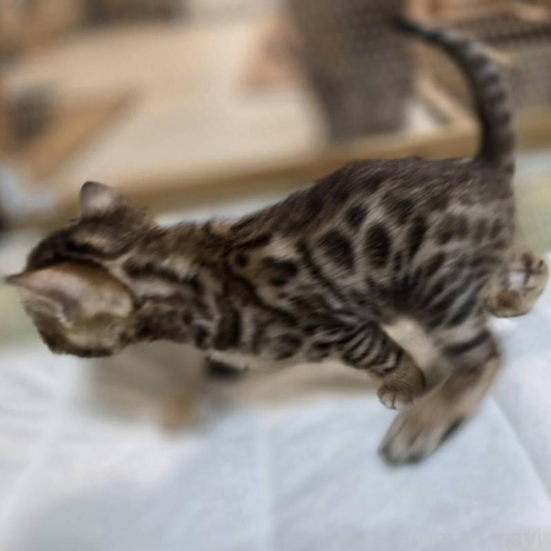 販売中の神奈川県のベンガル-135637の22枚目