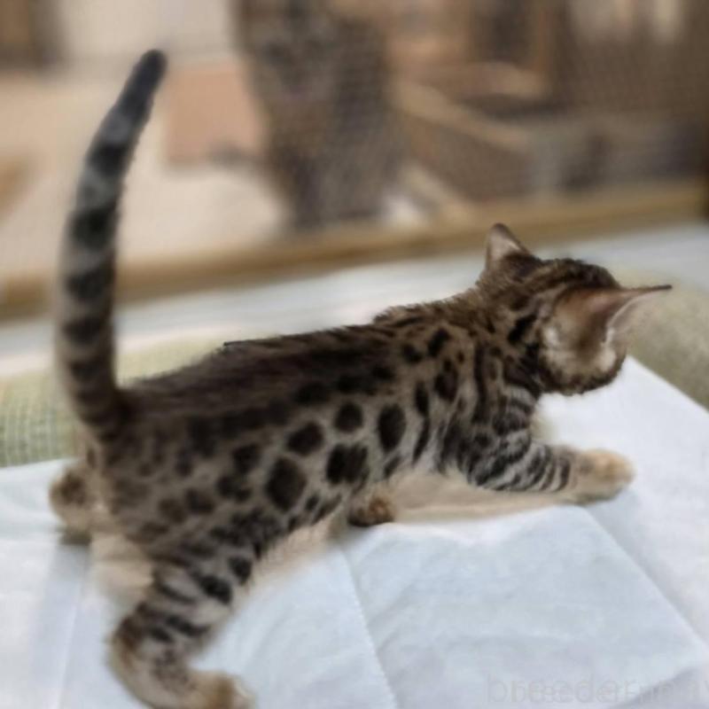 販売中の神奈川県のベンガル-135637の21枚目