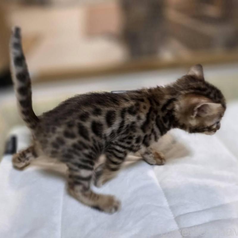 販売中の神奈川県のベンガル-135637の20枚目