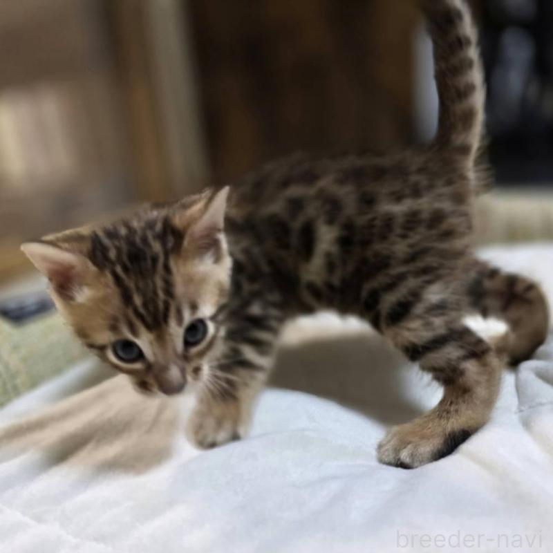 販売中の神奈川県のベンガル-135637の19枚目