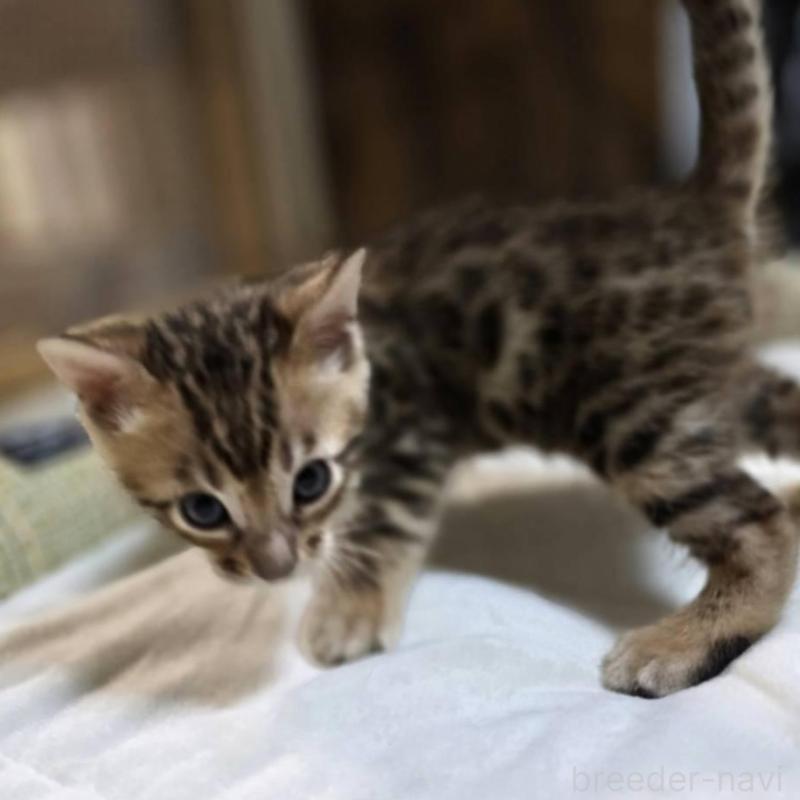 販売中の神奈川県のベンガル-135637の18枚目