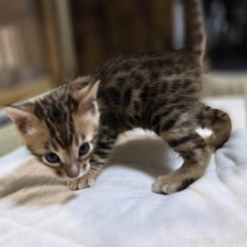 販売中の神奈川県のベンガル-135637の17枚目