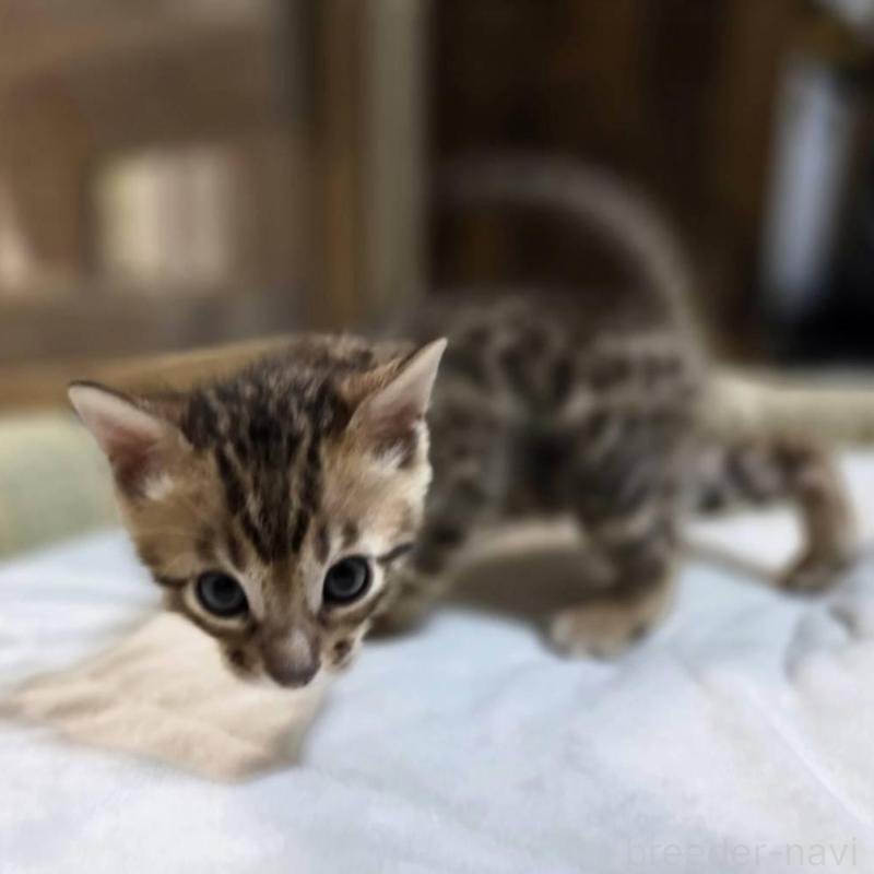 販売中の神奈川県のベンガル-135637の16枚目