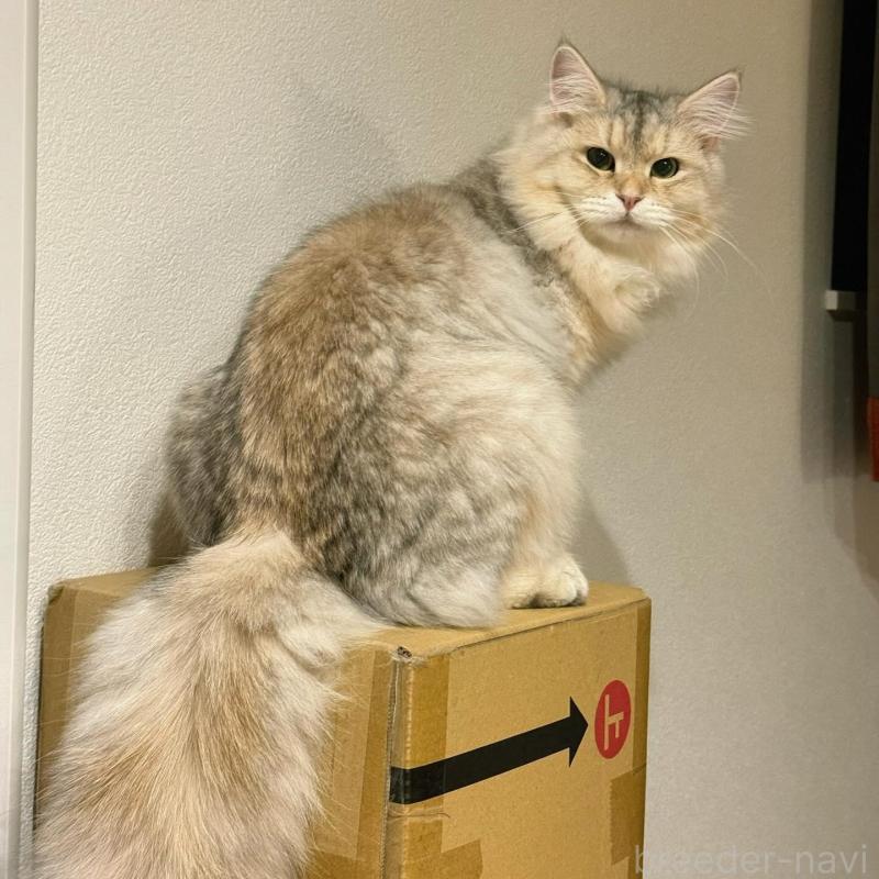 販売中の埼玉県のサイベリアン-135638の7枚目