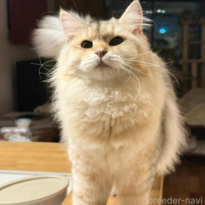 販売中の埼玉県のサイベリアン-135638の5枚目