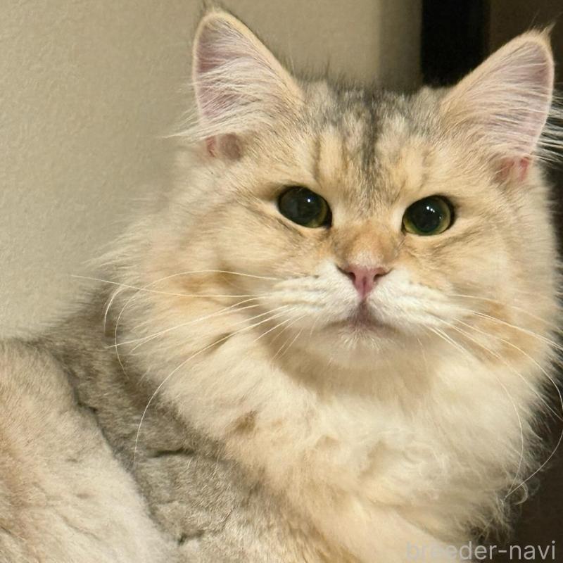 販売中の埼玉県のサイベリアン-135638の4枚目