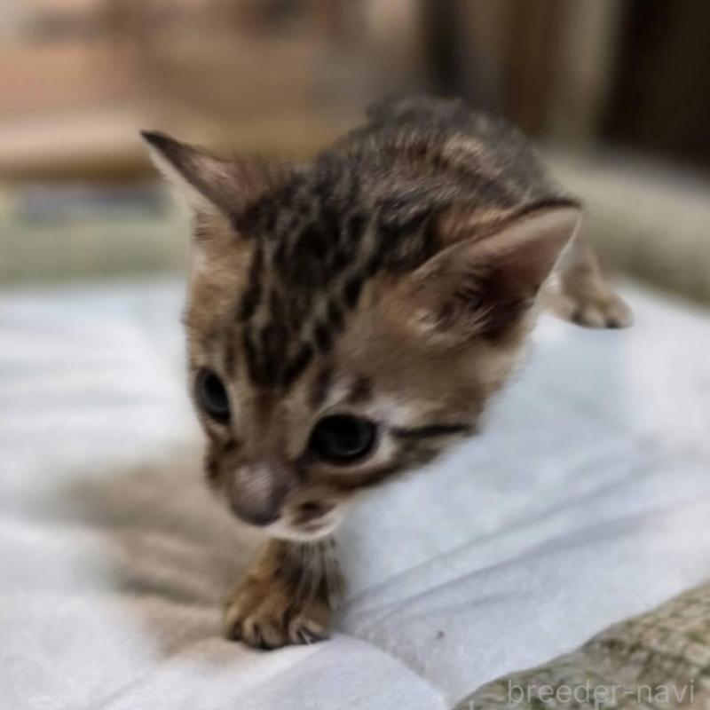 販売中の神奈川県のベンガル-135637の15枚目