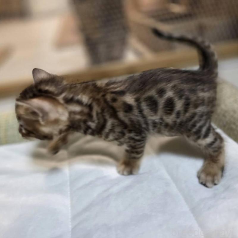 販売中の神奈川県のベンガル-135637の14枚目