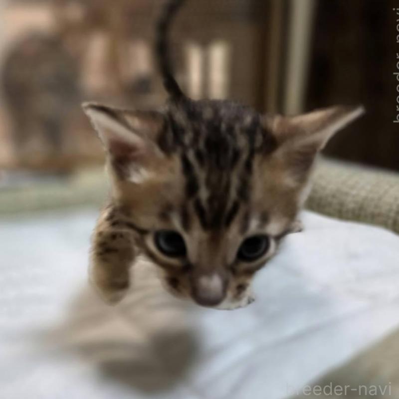 販売中の神奈川県のベンガル-135637の12枚目