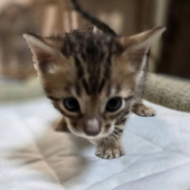 販売中の神奈川県のベンガル-135637の11枚目