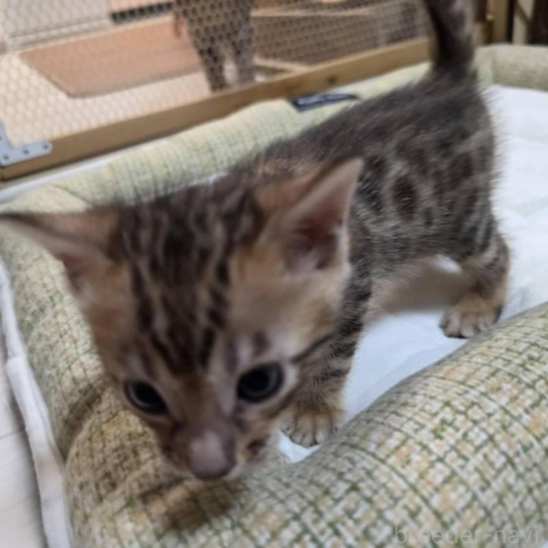 販売中の神奈川県のベンガル-135637の10枚目