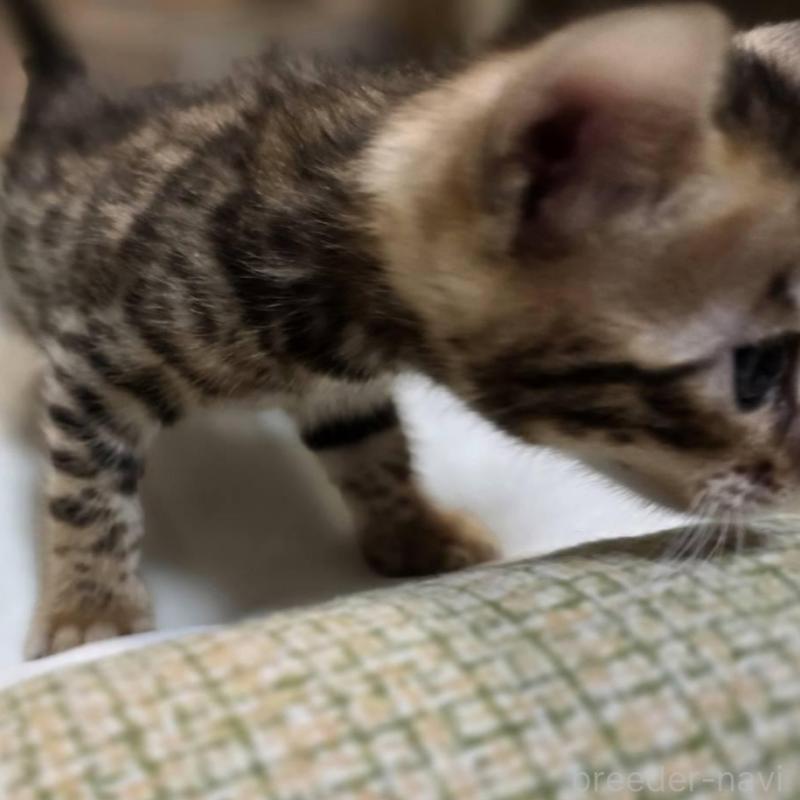 販売中の神奈川県のベンガル-135637の9枚目