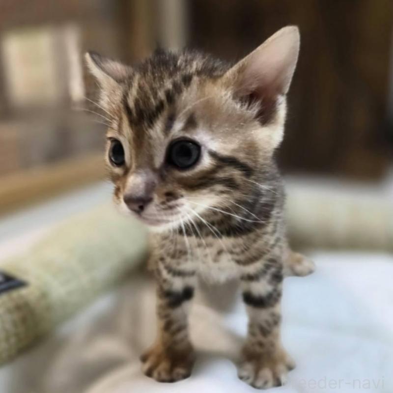 販売中の神奈川県のベンガル-135637