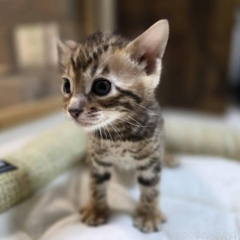 販売中の神奈川県のベンガル-135637の8枚目