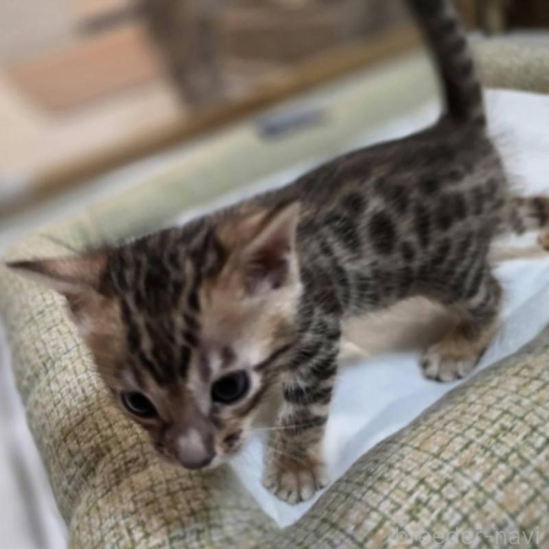 販売中の神奈川県のベンガル-135637の4枚目