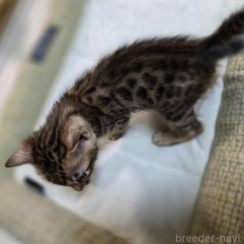 販売中の神奈川県のベンガル-135637の3枚目