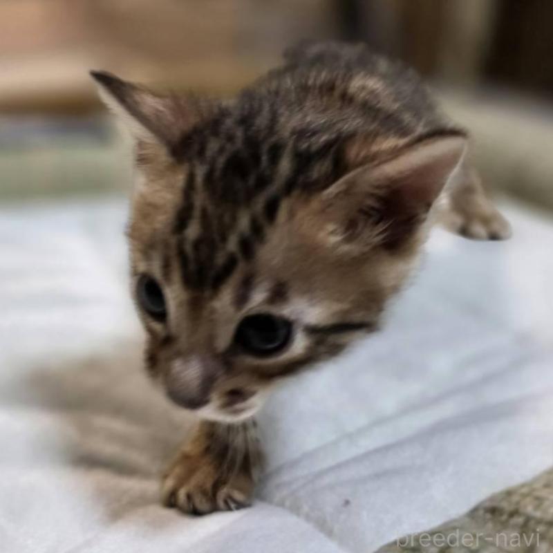 販売中の神奈川県のベンガル-135637の2枚目