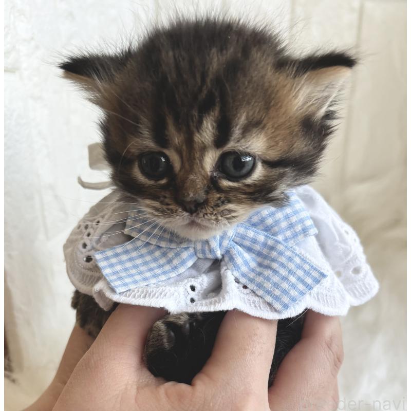 成約済の福岡県のミヌエット-134863の6枚目