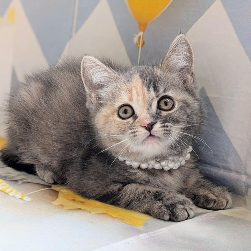 販売中の埼玉県のミヌエット-135639