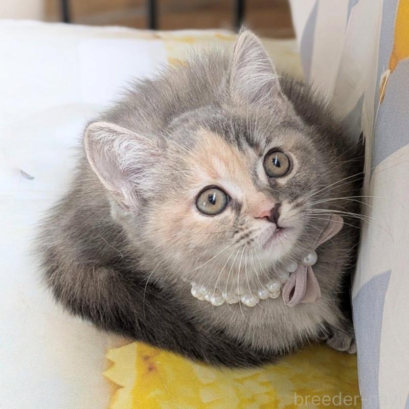 販売中の埼玉県のミヌエット-135639の4枚目