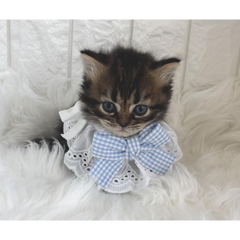 成約済の福岡県のミヌエット-134863の5枚目