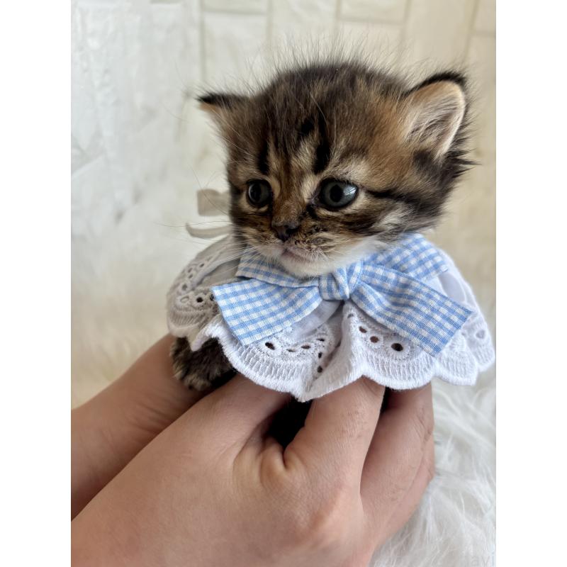 成約済の福岡県のミヌエット-134863の4枚目